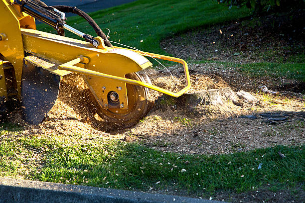 Tree Removal for Businesses in Sallisaw, OK